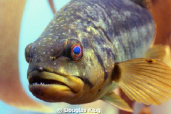 Saying Hi!  A Calico Bass hovering in the kelp foresst.  ... by Douglas Klug 